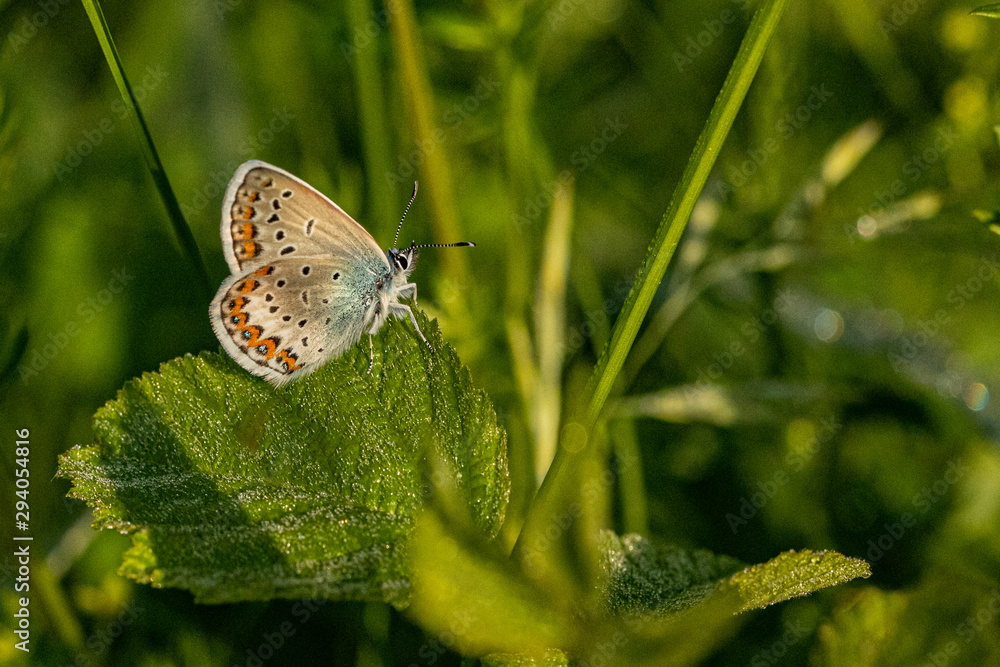 Fototapeta premium Nature
