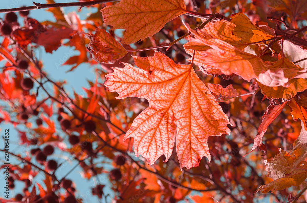 Many red, orange and purple maple leaves on tree branches. Blue sky. Warm autumn background, natural fall concept. Place for text, lettering. Copy space. Selective focus image. Many red, orange and purple maple leaves on tree branches. Blue sky. Warm autumn background, natural fall concept. Place for text, lettering. Copy space. Selective focus image.