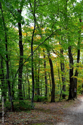 Typical landscape in the forests of Transylvania, Romania. Green landscape in the midsummer, in a sunny day