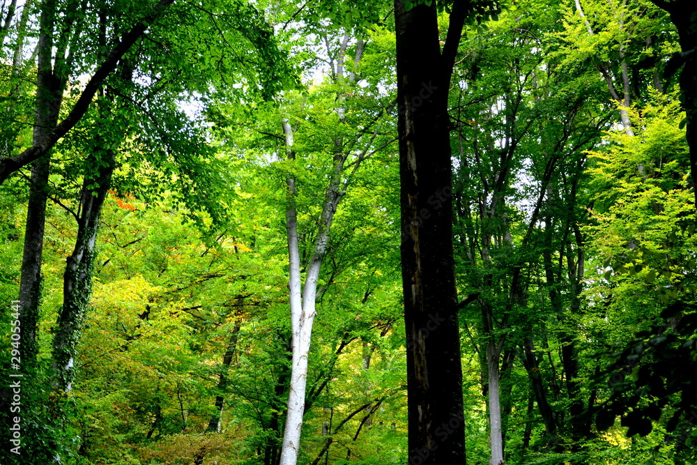 Forest Codlea. Typical landscape in Transylvania, Romania. Green landscape in the midsummer, in a sunny day Forest Codlea. Typical landscape in Transylvania, Romania. Green landscape in the midsummer, in a sunny day