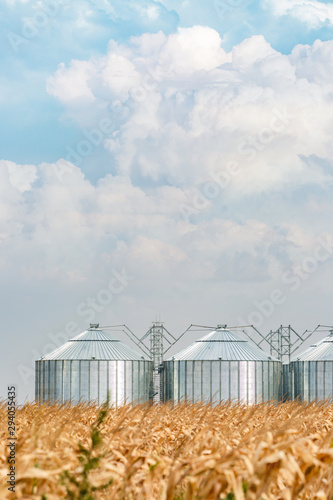 Silos in a corn field on a beautiful day