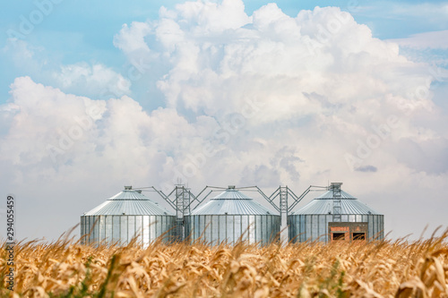 Silos in a corn field on a beautiful day
