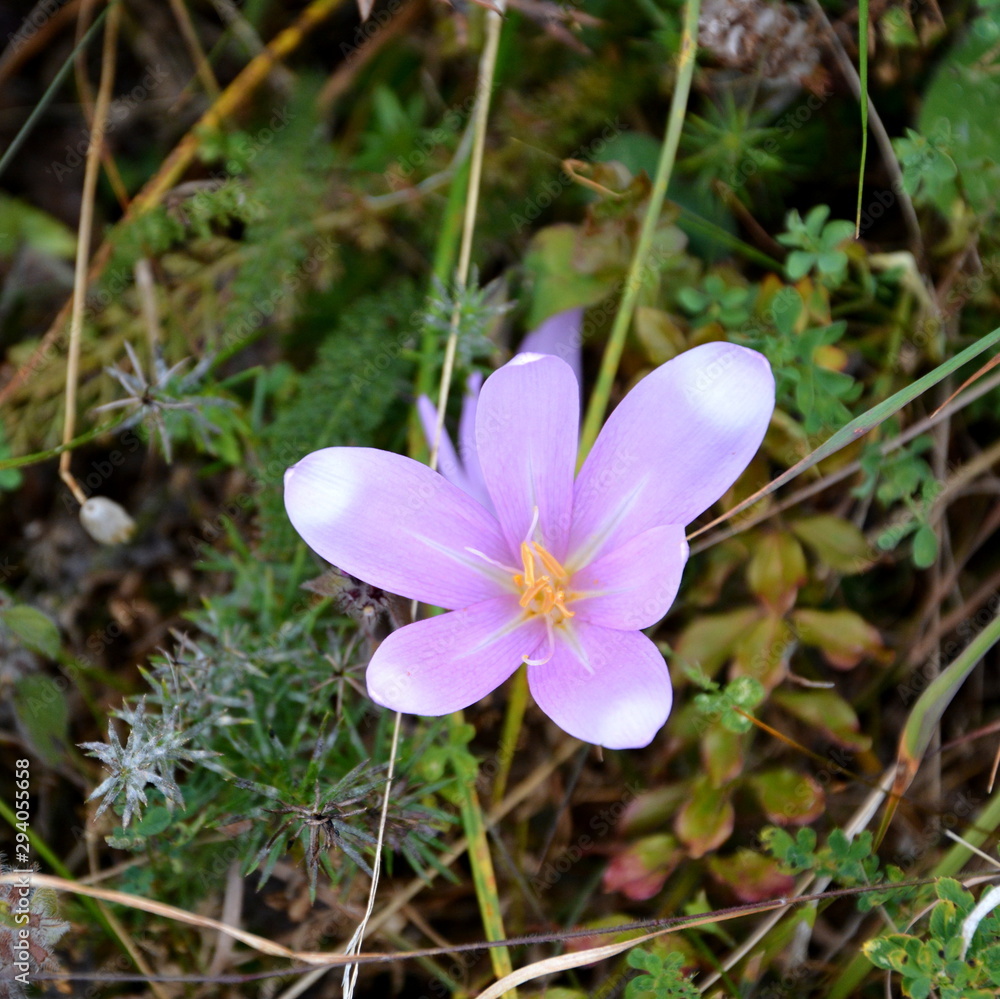 Wonderful landscape in the forests of Transylvania, Romania. Green landscape in the midsummer, in a sunny day
