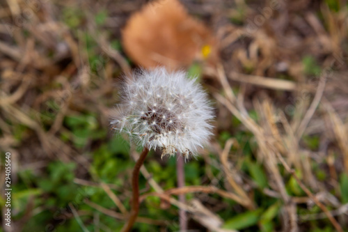 Dandelion