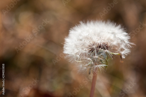 Dandelion