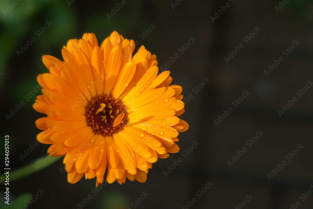 Orange daisy against dark background.. Orange daisy against dark background..