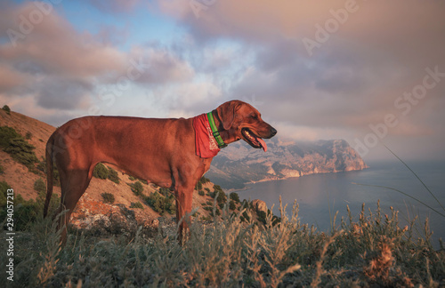 Red dog on the background of mountains and sea.