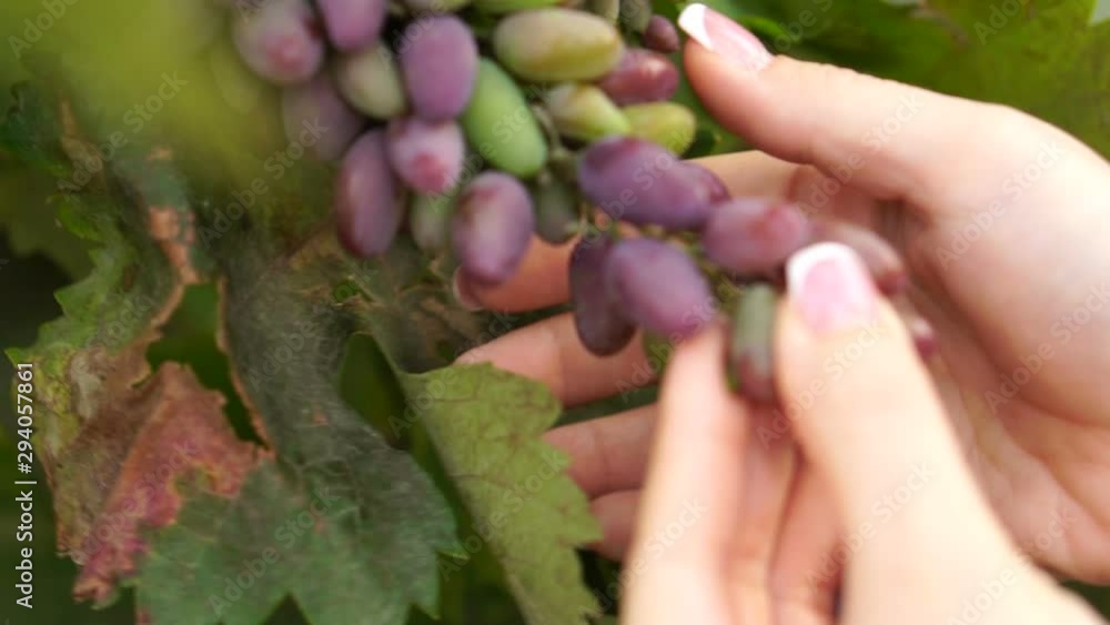 Female hands touch growing clusters of grapes, close-up. Slow motion, view of the vine. Harvest, fruit picking. Female hands touch growing clusters of grapes, close-up. Slow motion, view of the vine. Harvest, fruit picking.