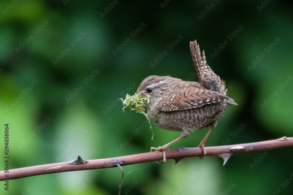 Fototapeta premium Zaunkönig