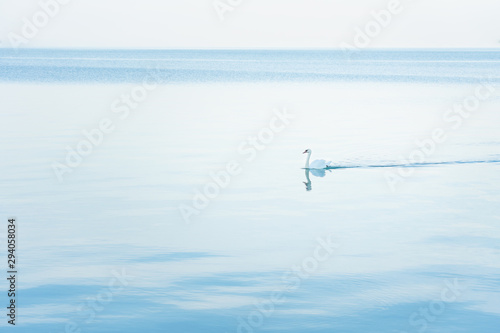 Mute swan (Cygnus olor) floating across the monochrome lake at dawn