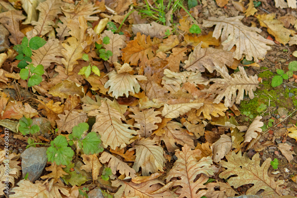 Brown and green color dry trumpet creeper vine leaves spread on to ground on autumn season at Belgrad Forest in Turkey. Brown and green color dry trumpet creeper vine leaves spread on to ground on autumn season at Belgrad Forest in Turkey.