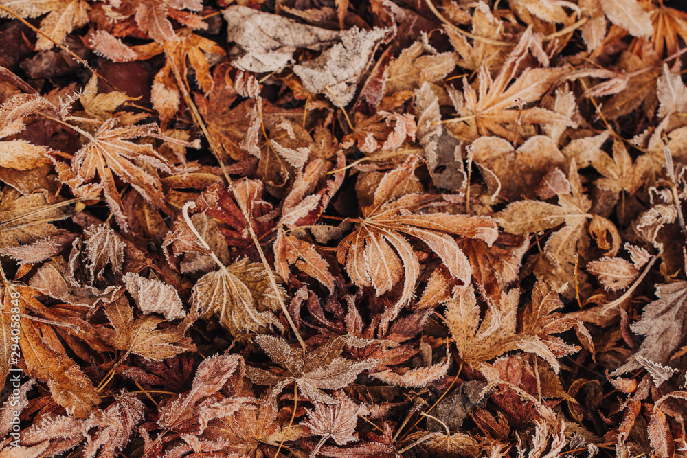 Leaves on the floor with frost in Winter