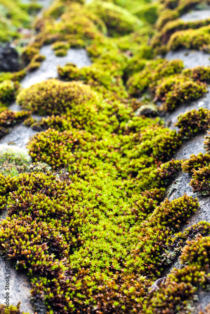 Closeup of old slate roof covered with green moss after the rain Closeup of old slate roof covered with green moss after the rain