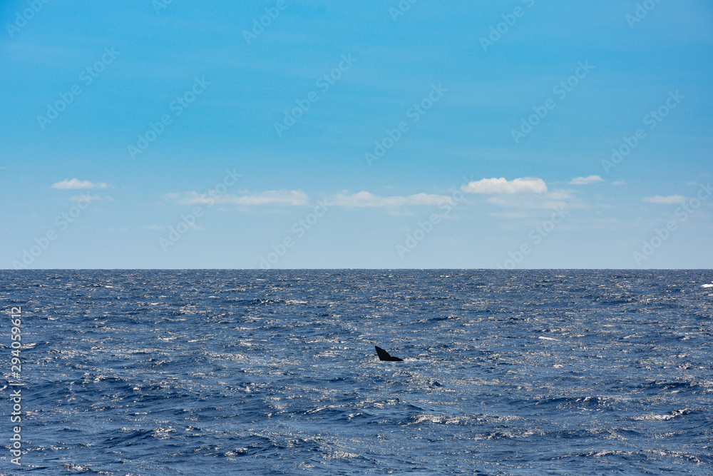 Whalewatching with sperm whales