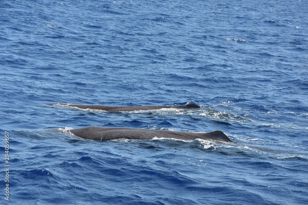 Obraz premium Whalewatching with sperm whales