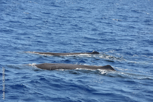 Whalewatching with sperm whales © mathias.elle