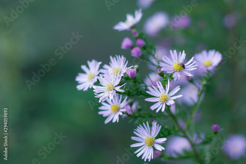 white flowers on green background