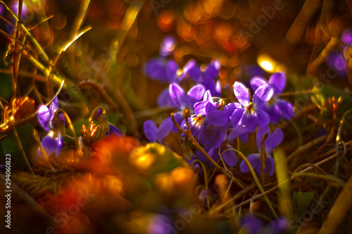 Violets flowers closeup
