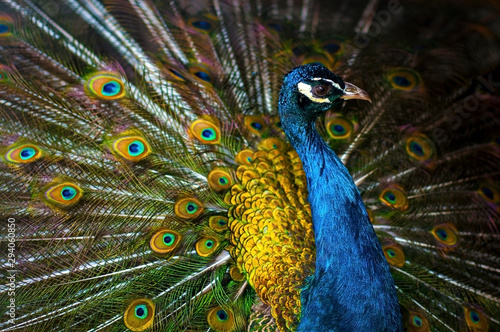 Peacock male portrait