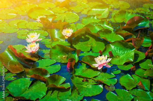 Water lily flowers