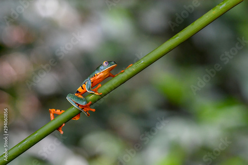 Splendid Leaf Frog photo