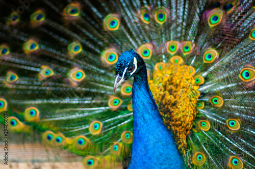 Tail of peacock male