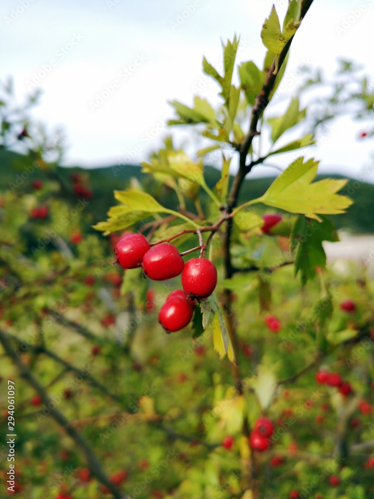 Hawthorn. Red autumn berries - Crataegus monogyna, known as common hawthorn, oneseed hawthorn, or single-seeded hawthorn