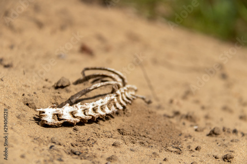Spinal cord bones in sandy environment