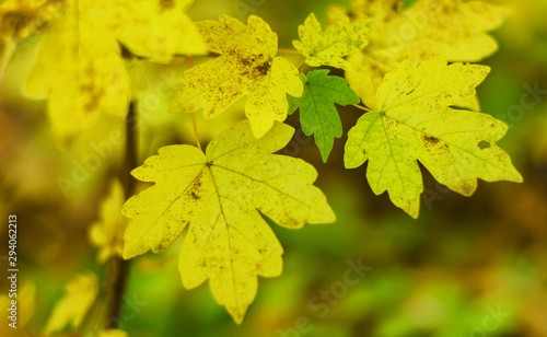 Yellow and green autumn leaves  maple  mid-autumn  selective focus  blurred background  limited depth of field  close-up