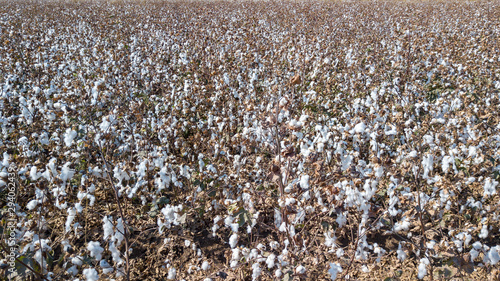 Aerial image of a Cotton field before harvesting.