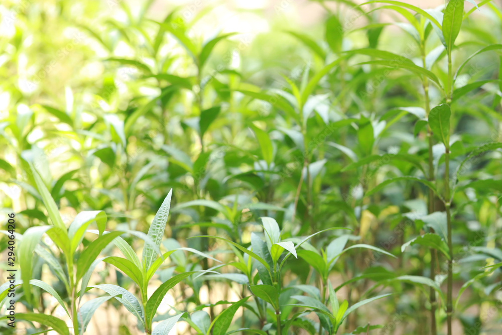 green grass field background in warm sunlight