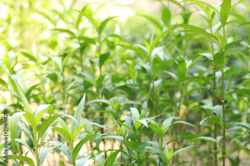 green grass field background in warm sunlight