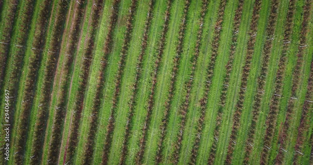 Aerial shot of rows of pear trees plantation of ecological and biological orchard in a fall season ready to be collected. Aerial shot of rows of pear trees plantation of ecological and biological orchard in a fall season ready to be collected.