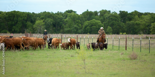 Round up of cattle