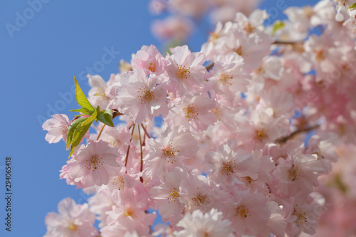  cherry blossoms against blue sky , taken in Tokyo , Japan