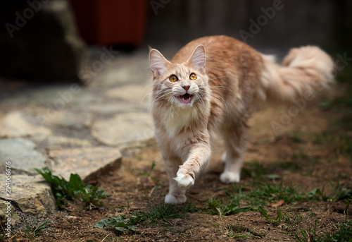Maine Coon cat