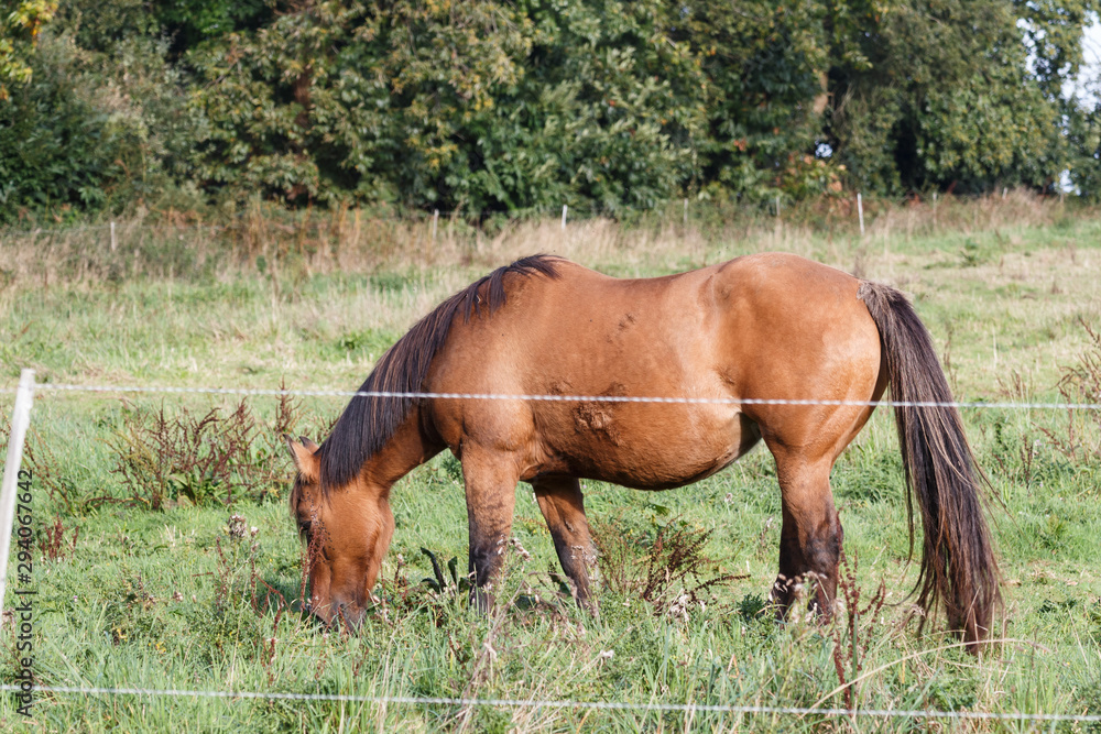 Bay Henson horse grazing in a field