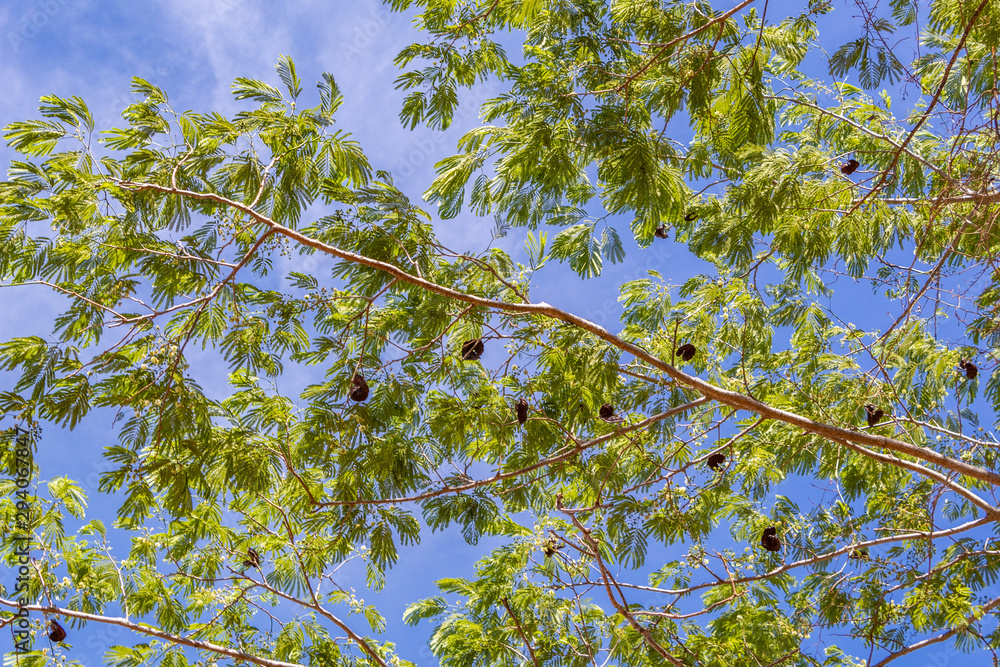 Fototapeta premium green leaves and blue sky