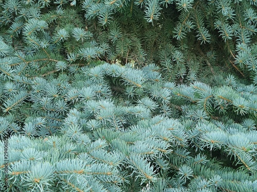 Blue spruce, green spruce with scientific name Picea pungens. Beautiful branch of spruce with needles. Christmas tree in nature. close up.Selective focus.