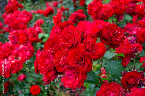 rosal con rosas rojas