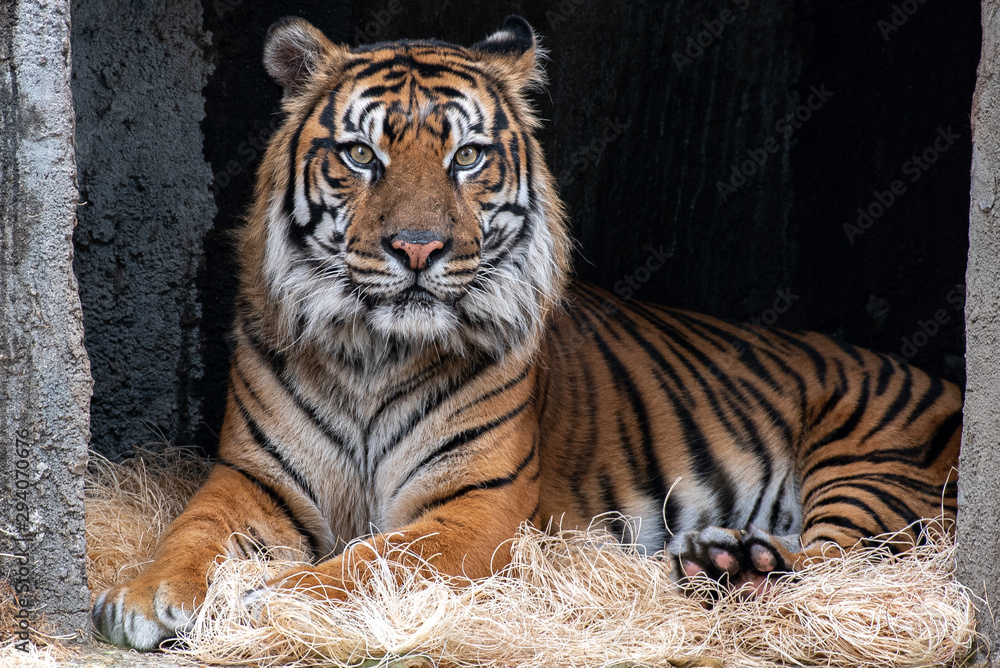 Fototapeta premium Majestic Tiger Portrait
