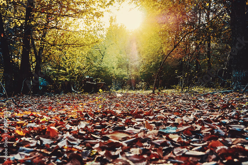 Beautiful forest in autumn with sunbeams through the trees and bright yellow autumn leaves