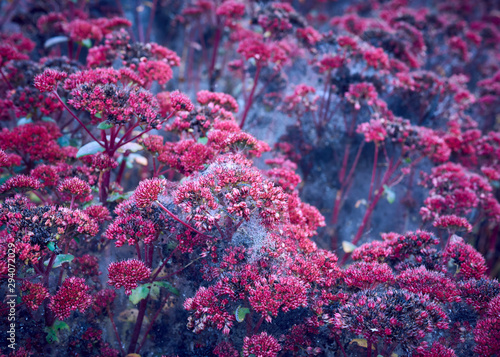 Ermine Moth caterpillars casting silk webs over a vast purple stonecrop sedum perennial plant.