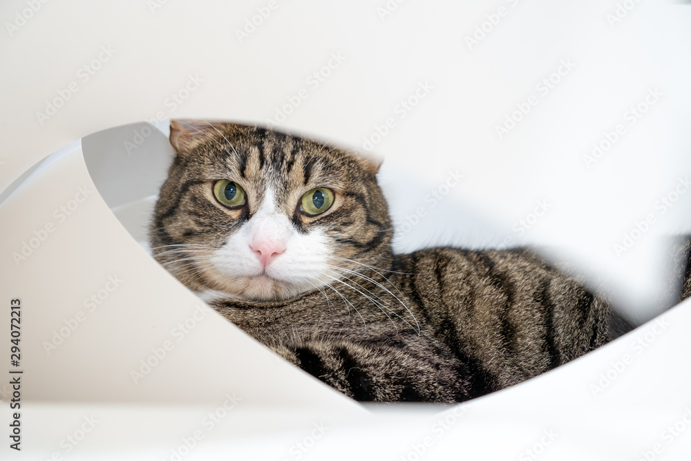 Domestic cat sits on a sheet of Whatman paper. A sheet of Whatman paper is trying to unwind into a pipe. The cat has a strict look, which is aimed at the camera lens