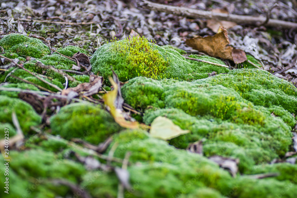 Moss on steel tankers abandoned, on the Danube River Moss on steel tankers abandoned, on the Danube River