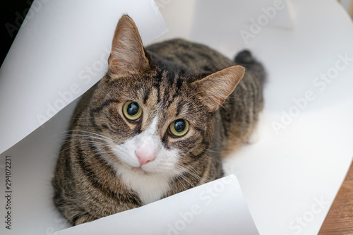 Domestic cat sits on a sheet of Whatman paper. The sheet has bent corners. This cat is looking into the lens.
