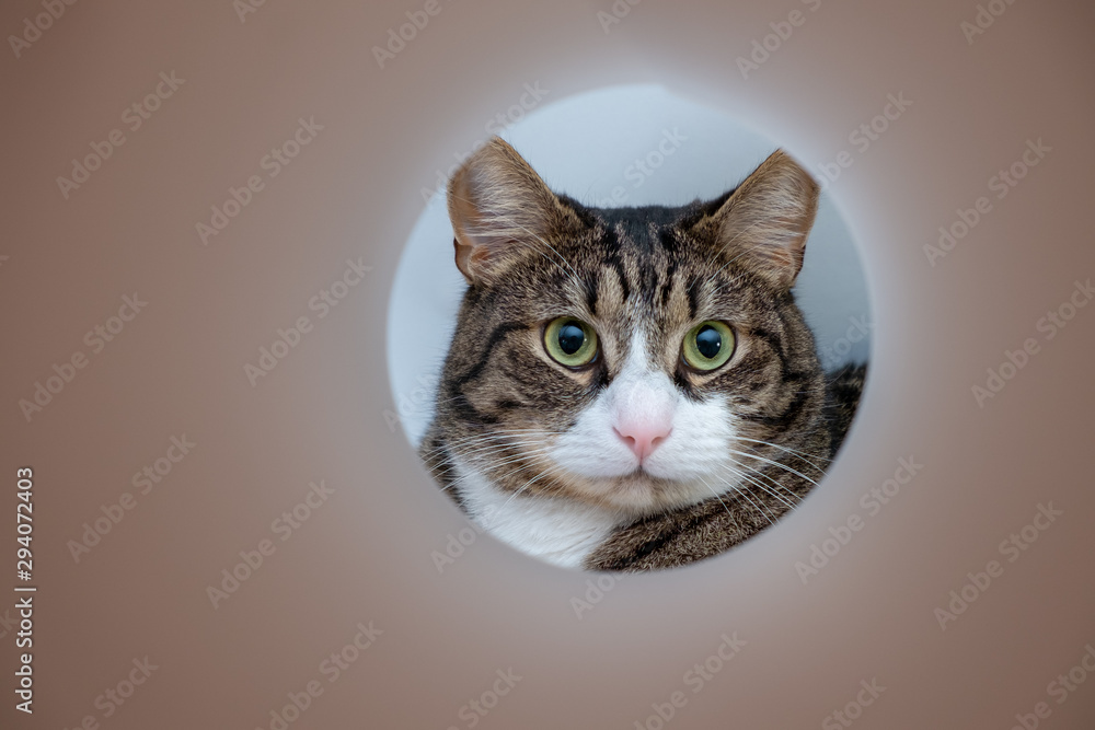 The cat is looking through a round hole in a piece of paper. Cat has an evil look The cat is looking through a round hole in a piece of paper. Cat has an evil look