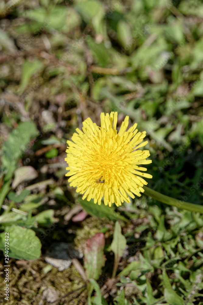 Fleur jaune du pissenlit - Pas-de-Calais - France