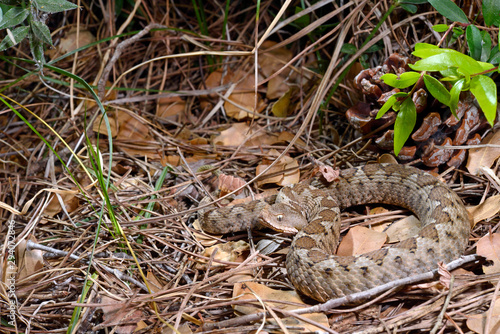 Weibliche Europäische Hornotter (Vipera ammodytes), Griechenland - nose-horned viper, female, Greece photo