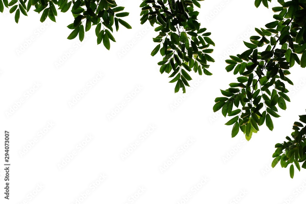 Tropical tree leaves with branches on white isolated background for green foliage backdrop Tropical tree leaves with branches on white isolated background for green foliage backdrop